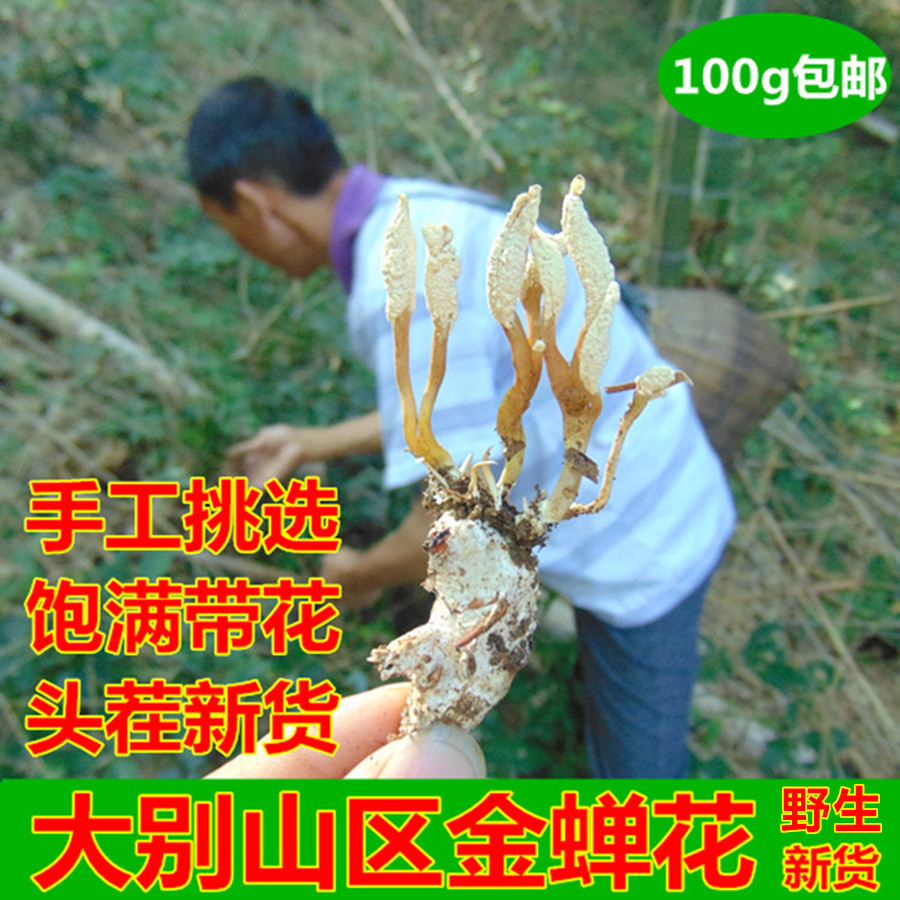 2018年新货大别山区 野生金蝉花 竹林蝉花土蝉花 金蝉花100克包邮|ruв категории традиционные питательный пища, другие традиционные тоник, 金蝉花 - от Buy2taobao.com для оказания профессиональной услуги покупки агента Taobao