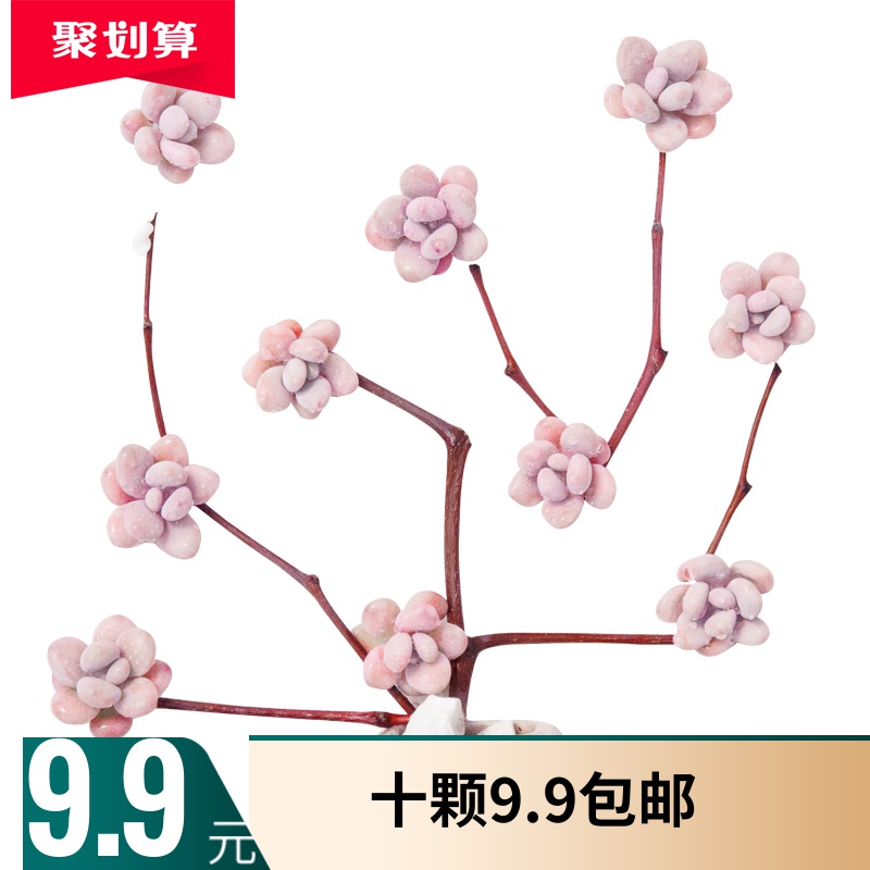 Peach eggs 10 Succulent Botany Clean air Formaldehyde absorption desktop indoor combinationin the Flower delivery/Flowers simulation/Plants gardening , Flowers/Potted plants (New) , Succulents category - from Buy2taobao.com to provide professional Taobao agent buy service