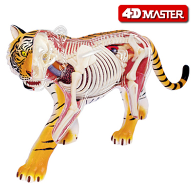4d master大老虎骨骼架内脏解剖组拼装模型仿真野生动物玩具摆件