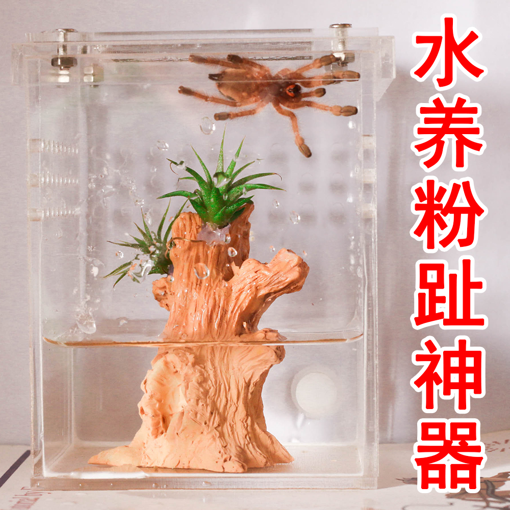 【水養粉趾神器】水養油彩類AV屬蜘蛛可換水高清通風亞克力飼養盒在類目 寵物/寵物食品及用品, 爬蟲/鳴蟲及其用品, 爬蟲/鳴蟲用具中 - 來自Buy2taobao.com提供專業的淘寶代購服務
