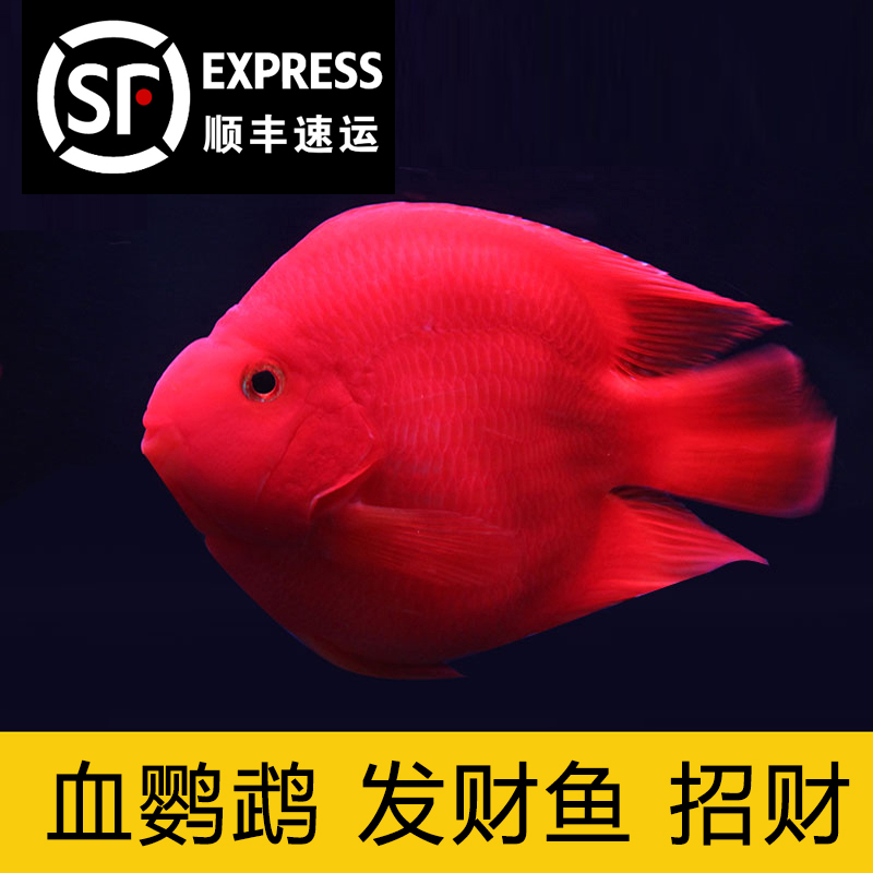 苏州发货包邮热带鱼观赏鱼发财鱼血鹦鹉元宝鹦鹉风水鱼宠物鱼在类目 宠物/宠物食品及用品, 水族世界, 鱼中 - 来自Buy2taobao.com提供专业的淘宝代购服务
