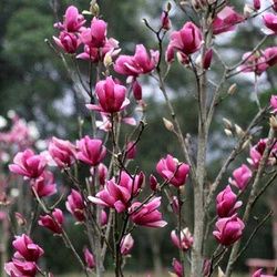 玉蘭花樹苗廣玉蘭 紫玉蘭 紅玉蘭白玉蘭大苗北方庭院室內盆栽植物在類目 鮮花速遞/花卉仿真/綠植園藝, 花園植物/行道樹/果樹, 行道樹/喬木中 - 來自Buy2taobao.com提供專業的淘寶代購服務