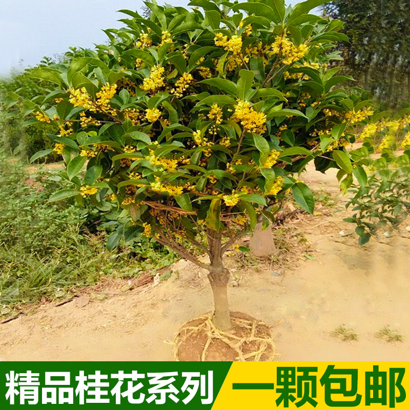 Osmanthus seedlings Potted plant Osmanthus Sapling Kim seedlings Osmanthus trees Hong Gui Osmanthus seedlings Garden flowersin the Flower delivery/Flowers simulation/Plants gardening , Flowers/Potted plants (New) , Flowers category - from Buy2taobao.com to provide professional Taobao agent buy service