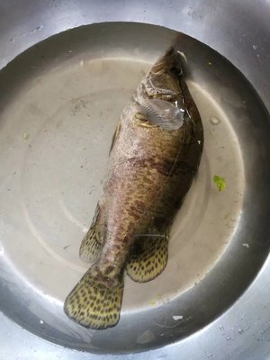 鳜鱼苗 桂花鱼苗 翘嘴桂鱼苗鳜花桂鱼 鳌花鱼苗原生态淡水鱼苗