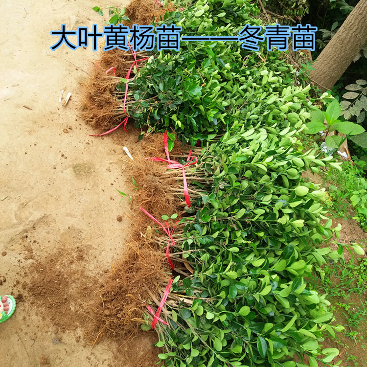 冬青树苗大叶黄杨小叶黄杨四季常青树苗篱笆苗各种色块苗黄杨苗在类目 鲜花速递/花卉仿真/绿植园艺, 花园植物/行道树/果树, 观叶 /花灌木中 - 来自Buy2taobao.com提供专业的淘宝代购服务