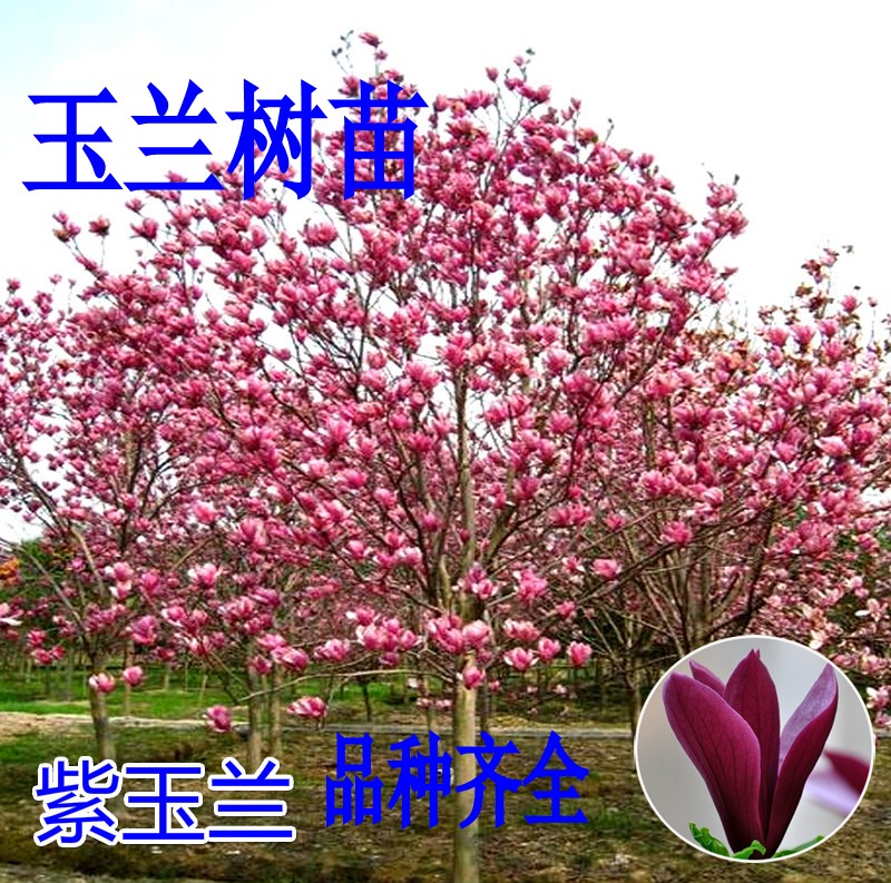 紫玉兰树苗娇红一号玉兰苗 玉兰花苗红玉兰白玉兰地栽绿化苗木|msdalam kategori penghantaran bunga/bunga simulasi/tumbuhan berkebun, 花园植物/行道树/果树, 行道树/乔木 - dari Buy2taobao.com untuk memberikan perkhidmatan ejen Taobao profesional membeli