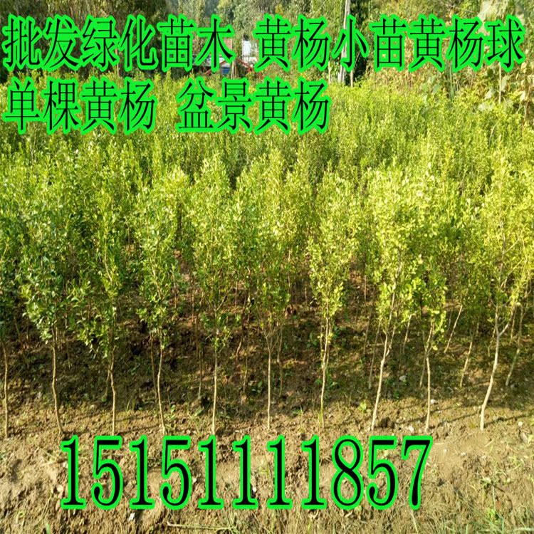 绿化苗木 瓜子黄杨苗黄杨球 黄杨小苗常青绿篱绿植花卉做盆景黄杨在类目 鲜花速递/花卉仿真/绿植园艺, 花园植物/行道树/果树, 观叶 /花灌木中 - 来自Buy2taobao.com提供专业的淘宝代购服务