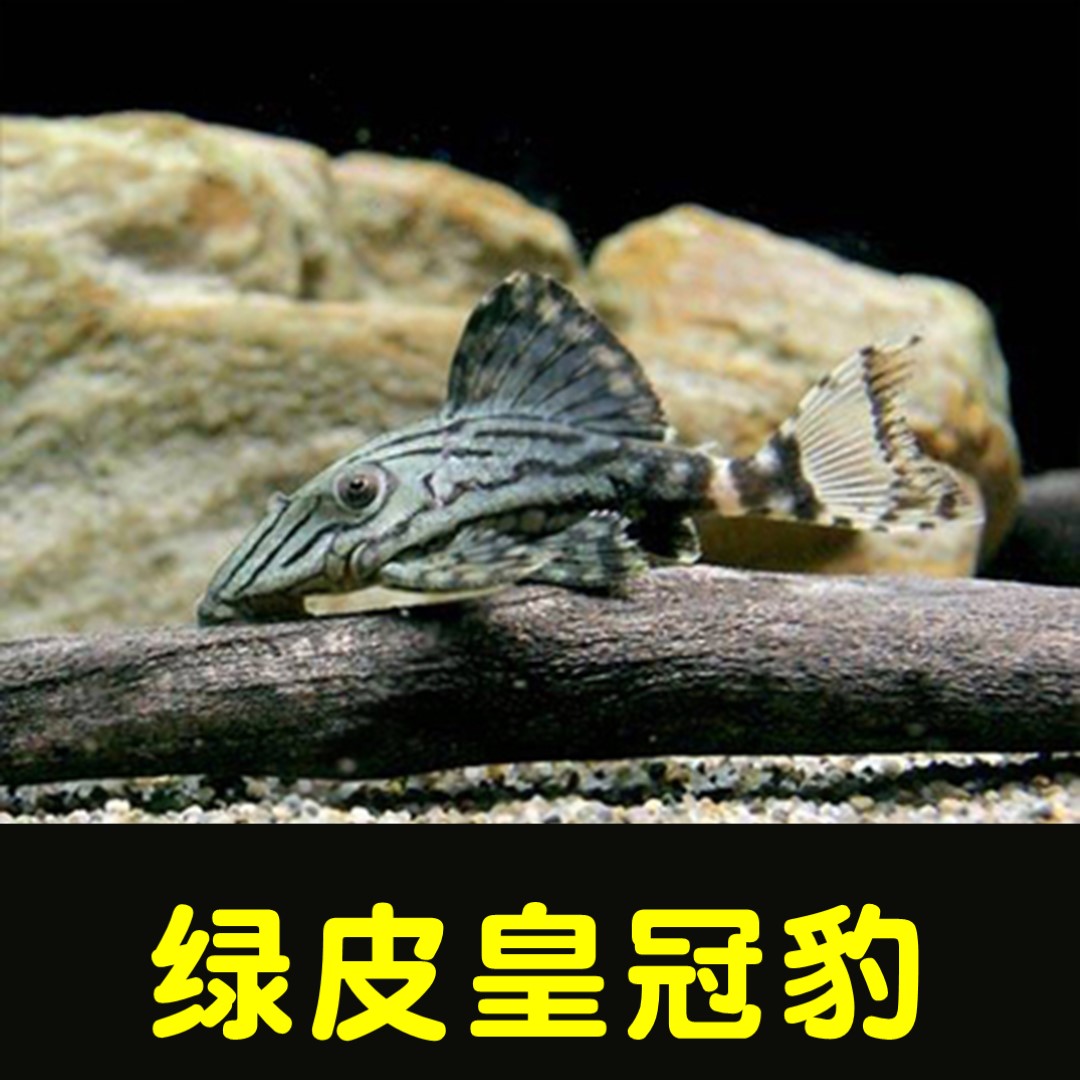 清道夫老鼠鱼活体吃屎鱼清洁鱼底栖珍珠鼠熊猫鼠白老鼠绿皮皇冠豹在类目 宠物/宠物食品及用品, 水族世界, 鱼中 - 来自Buy2taobao.com提供专业的淘宝代购服务