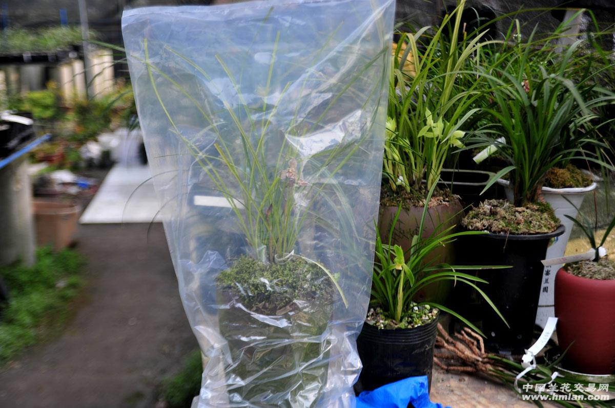 orchid Dedicated Spraying Solve Domesticated orchid Spraying smell Medicinal odor isolation bagin the Flower delivery/Flowers simulation/Plants gardening , Gardening supplies , Protective gloves category - from Buy2taobao.com to provide professional Taobao agent buy service