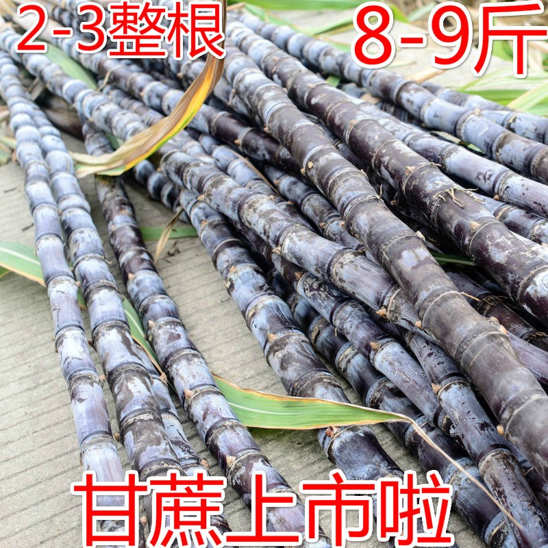 新鲜黑皮甘蔗 脆甜多汁广西特产水果蔗8-9斤 大粗长节农家自产蔗在类目 水产肉类/新鲜蔬果/熟食, 新鲜水果, 其它中 - 来自Buy2taobao.com提供专业的淘宝代购服务