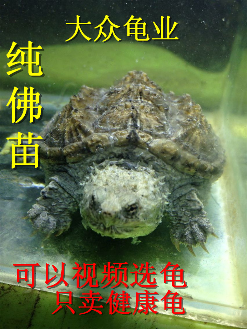 新生苗 原種純佛 白殼佛 佛鳄龜苗 寵物龜 小鳄龜 鳄龜活體 雜佛在類目 寵物/寵物食品及用品, 水族世界, 龜/鱉中 - 來自Buy2taobao.com提供專業的淘寶代購服務