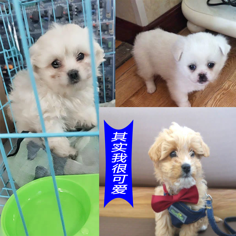 狗活幼体小型便宜动物活的白色幼崽泰迪茶杯犬混血女孩迷你博美犬在类目 宠物/宠物食品及用品, 仓鼠类及其它小宠, 香猪中 - 来自Buy2taobao.com提供专业的淘宝代购服务