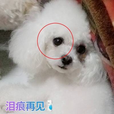 宠物猫咪狗狗用消炎眼药水去泪痕神器洗擦滴眼液泰迪眼屎清洁泪腺