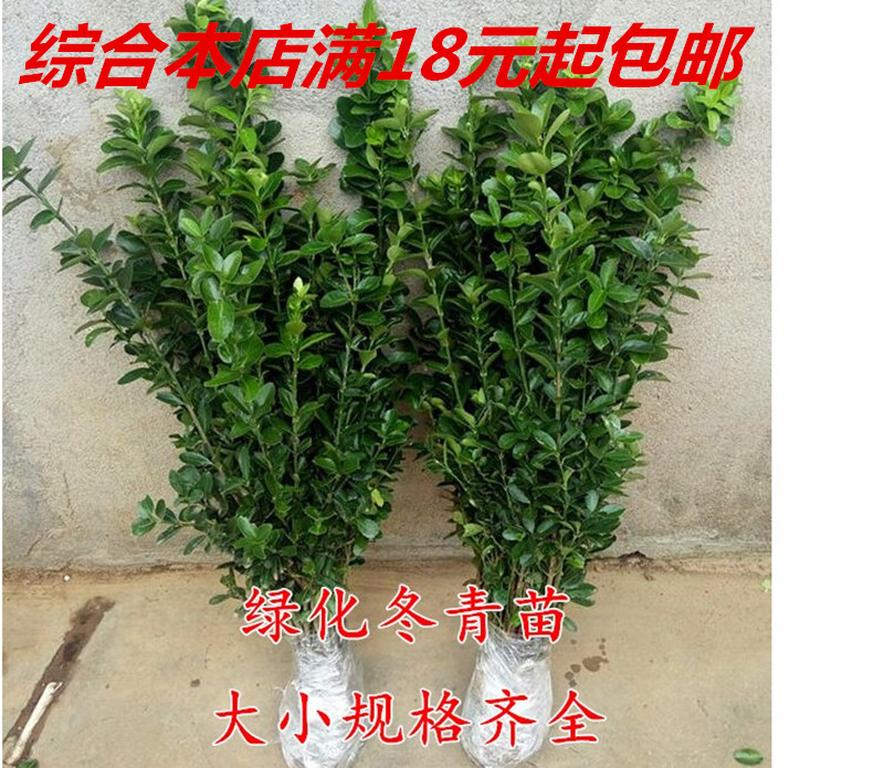 冬青树苗冬青小苗北 海道冬青 绿篱围墙篱笆苗四季青植物绿化树苗在类目 鲜花速递/花卉仿真/绿植园艺, 花园植物/行道树/果树, 观叶 /花灌木中 - 来自Buy2taobao.com提供专业的淘宝代购服务