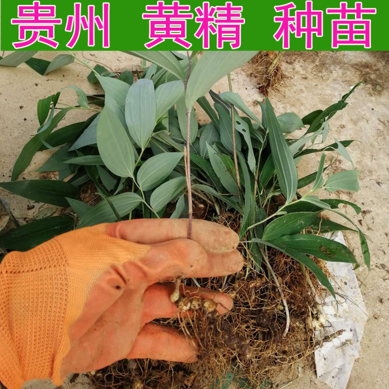 黄精苗 老虎姜苗 黄精种苗 老虎姜种苗 贵州 多花黄精 种子 种根在类目 鲜花速递/花卉仿真/绿植园艺, 花卉/绿植盆栽(新), 绿植中 - 来自Buy2taobao.com提供专业的淘宝代购服务
