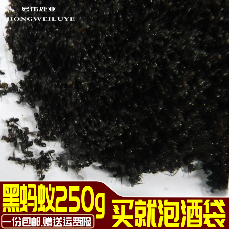 黑蚂蚁干野生黑蚂蚁拟黑多刺蚁红蚂蚁送泡酒袋免费打蚂蚁粉包邮|ruв категории традиционные питательный пища, другие традиционные тоник, другие традиционные тоник - от Buy2taobao.com для оказания профессиональной услуги покупки агента Taobao