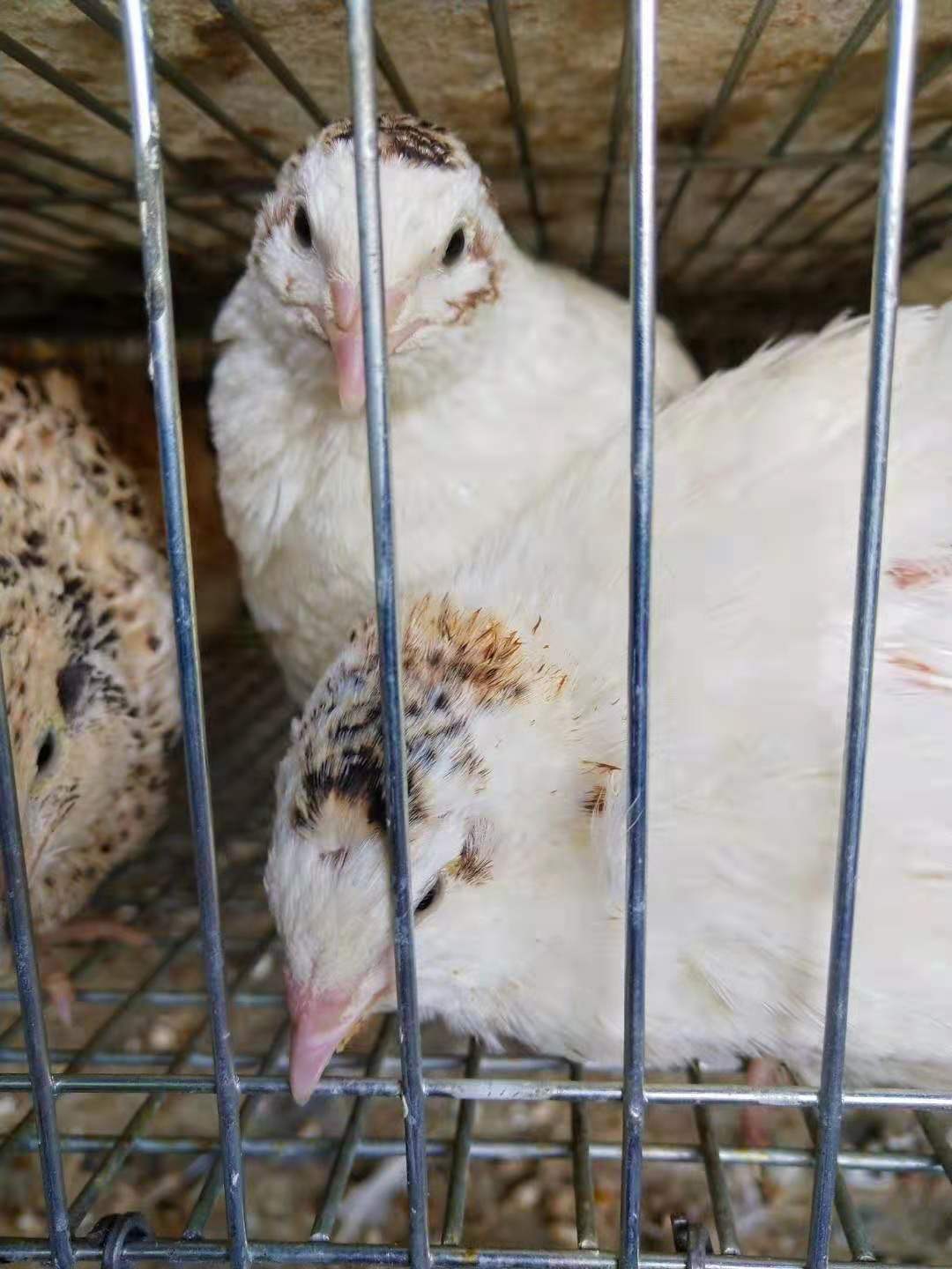 沙维鹌鹑种蛋法巨种蛋白沙维种蛋非洲黑种蛋顺丰包邮|msdalam kategori haiwan peliharaan/makanan haiwan dan bekalan, Burung dan bekalan, burung - dari Buy2taobao.com untuk memberikan perkhidmatan ejen Taobao profesional membeli