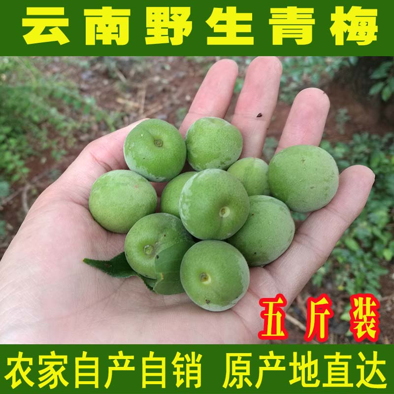 青梅果新鲜2018年现摘现发5斤云南洱源野生梅子酒泡酒酸梅果鲜果在类目 水产肉类/新鲜蔬果/熟食, 新鲜水果, 其它中 - 来自Buy2taobao.com提供专业的淘宝代购服务
