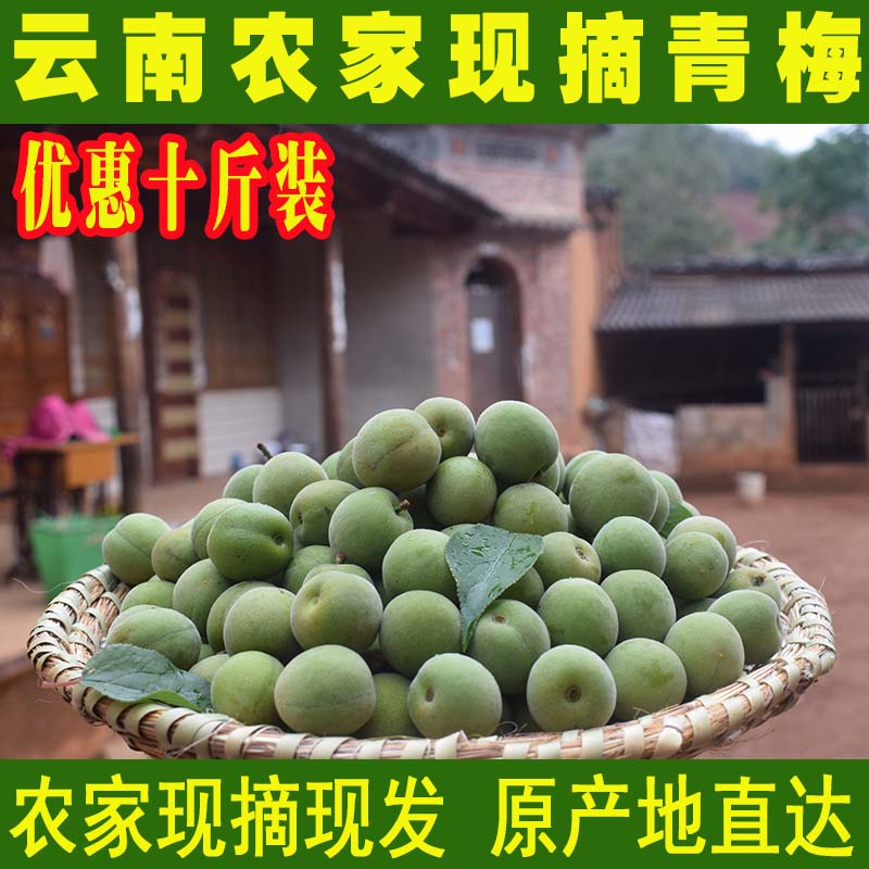 青梅果新鮮散裝10斤現摘現發野生雲南洱源酸梅果酵素梅子酒鮮果在類目 水產肉類/新鮮蔬果/熟食, 新鮮水果, 其它中 - 來自Buy2taobao.com提供專業的淘寶代購服務
