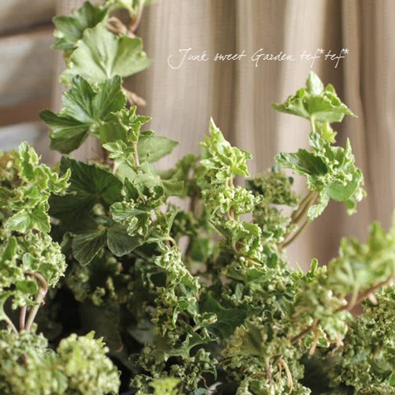 Japan Imported New products Ivy Perennial Heat Cold-resistant Rare Plants Green plant desktop Small potted Cuiyunin the Flower delivery/Flowers simulation/Plants gardening , Flowers/Potted plants (New) , Plants category - from Buy2taobao.com to provide professional Taobao agent buy service