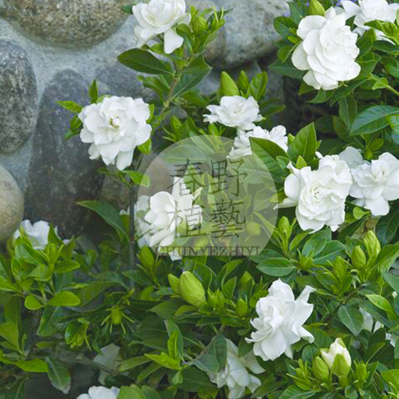 夏季花卉 栀子花盆栽花苗 多年生庭院阳台盆栽新手花卉 花香|ruв категории доставка цветов/цветок моделирования/растения садоводства, садовое растение/даосское дерево/фруктовых деревьев, видовой лист/цветочный куст - от Buy2taobao.com для оказания профессиональной услуги покупки агента Taobao