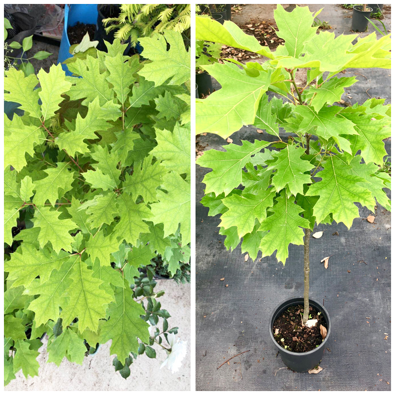 1 gallons of potted plants Houseplants Oak treein the Flower delivery/Flowers simulation/Plants gardening , Garden Plants/Trees/Fruit tree, Trees/Arbor category - from Buy2taobao.com to provide professional Taobao agent buy service
