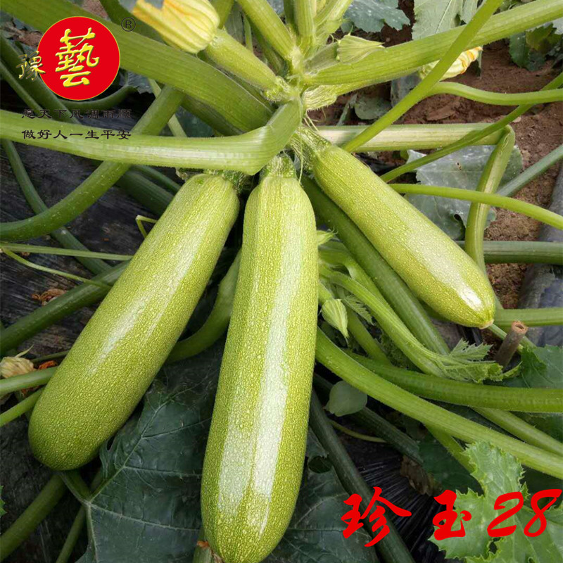 西葫芦种子豫艺种业珍玉28油绿条早熟25克厂家直销在类目 农用物资, 种子/种苗, 蔬菜种子中 - 来自Buy2taobao.com提供专业的淘宝代购服务