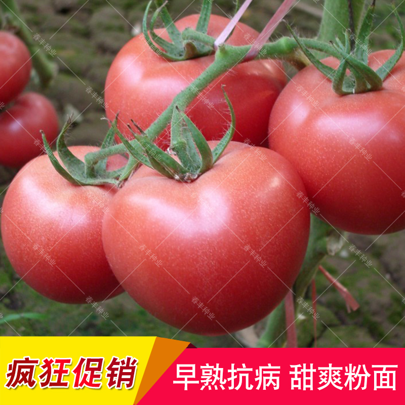 Shouguang Vegetables seed Hair powder tomato If the special Sweet and sour balcony Potted plant Four seasonsin the Agricultural goods , Seed/Seedlings , Vegetable Seeds category - from Buy2taobao.com to provide professional Taobao agent buy service
