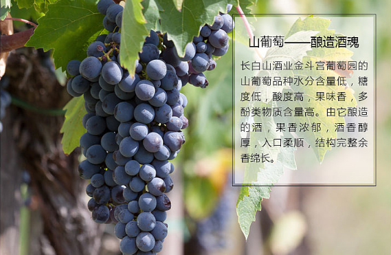 运费在类目 酒类, 葡萄酒中 - 来自Buy2taobao.com提供专业的淘宝代购服务
