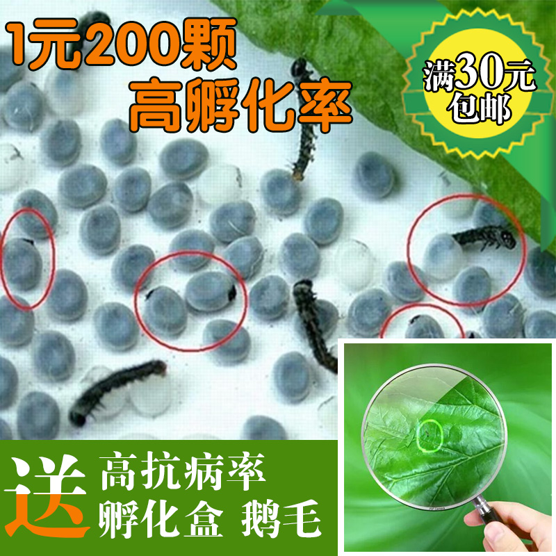蚕卵 杂交蚕种 蚕子 蚕饲料 蚕 蚕宝宝 可养彩色蚕蚕宝 天然彩蚕|ruв категории животное/Животное питание и принадлежностей, рептилии/насекомых и принадлежностей, 蚕宝宝 - от Buy2taobao.com для оказания профессиональной услуги покупки агента Taobao
