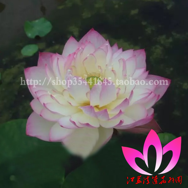春播 多年生 中小型陽台盆栽 正品 碗蓮 五彩迷戀 花種子3元/粒在類目 鮮花速遞/花卉仿真/綠植園藝, 花卉/綠植盆栽(新), 花卉中 - 來自Buy2taobao.com提供專業的淘寶代購服務