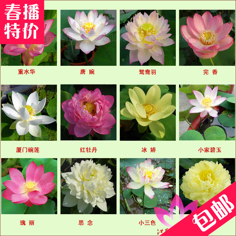 包郵碗蓮 荷花 種子 水生植物 簡單易種 精選碗蓮套餐36元/套12粒在類目 鮮花速遞/花卉仿真/綠植園藝, 花卉/綠植盆栽(新), 花卉中 - 來自Buy2taobao.com提供專業的淘寶代購服務
