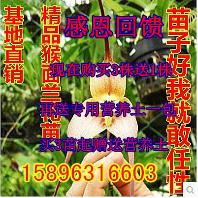 Cold-resistant orchid Boutique Blue Dragon Monkey orchid Houlian orchid Potted plantin the Flower delivery/Flowers simulation/Plants gardening , Flowers/Potted plants (New) , Flowers category - from Buy2taobao.com to provide professional Taobao agent buy service