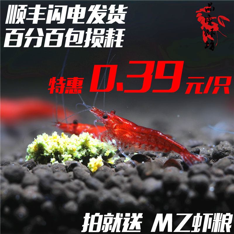 品質蝦坊櫻花蝦活體觀賞蝦火焰玫瑰蝦草缸除藻非極火烤漆0.8-1.5在類目 寵物/寵物食品及用品, 水族世界, 蝦中 - 來自Buy2taobao.com提供專業的淘寶代購服務