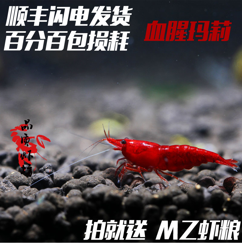 品質蝦坊血腥瑪麗蝦活體進口高端米蝦草缸寵物蝦觀賞蝦報損贈蝦糧在類目 寵物/寵物食品及用品, 水族世界, 蝦中 - 來自Buy2taobao.com提供專業的淘寶代購服務