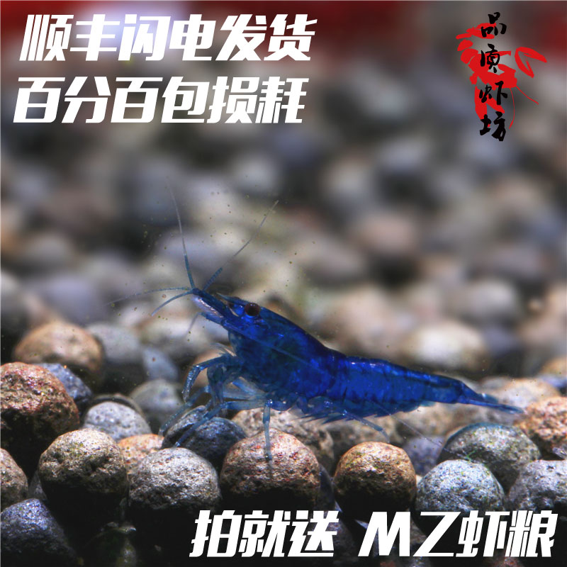 quality Aquamarine living thing Ornamental shrimp Aquamarine Sapphire Blue Velvet 1.5-2cmin the Pet/Pet food and supplies , Aqua World , Shrimp category - from Buy2taobao.com to provide professional Taobao agent buy service
