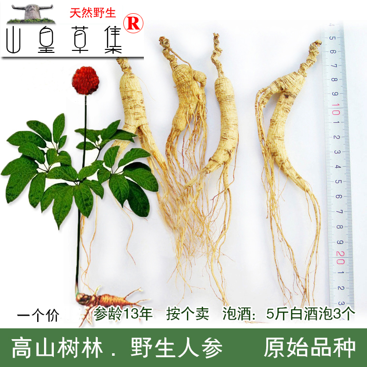 Shennongjia deep mountain Wild ginseng 12 Advanced age Wild ginseng Forest Senate Paojiu Soup Nourishing 2in the Traditional nourishing food , Ginseng tonic , Ginseng/Garden ginseng category - from Buy2taobao.com to provide professional Taobao agent buy service