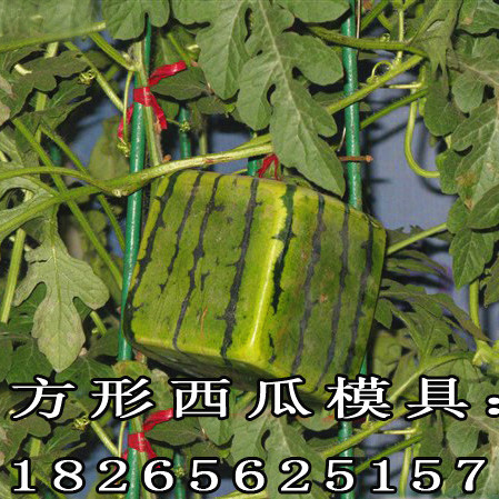 watermelon Stereotype mould Mold square watermelon Mold fruit Forming mould fruit Forming mouldin the Flower delivery/Flowers simulation/Plants gardening , Gardening supplies , Other Garden Supplies category - from Buy2taobao.com to provide professional Taobao agent buy service