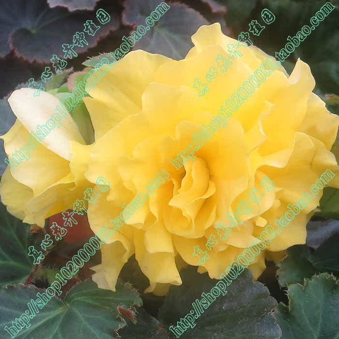 Sincerely Flower Pot Big flower Bulbous Begonia Kim Jong Il spouse Begonia Seed ball/Random Colorin the Flower delivery/Flowers simulation/Plants gardening , Flowers/Fruits and vegetables/Lawn seed (New) , Bulbs category - from Buy2taobao.com to provide professional Taobao agent buy service