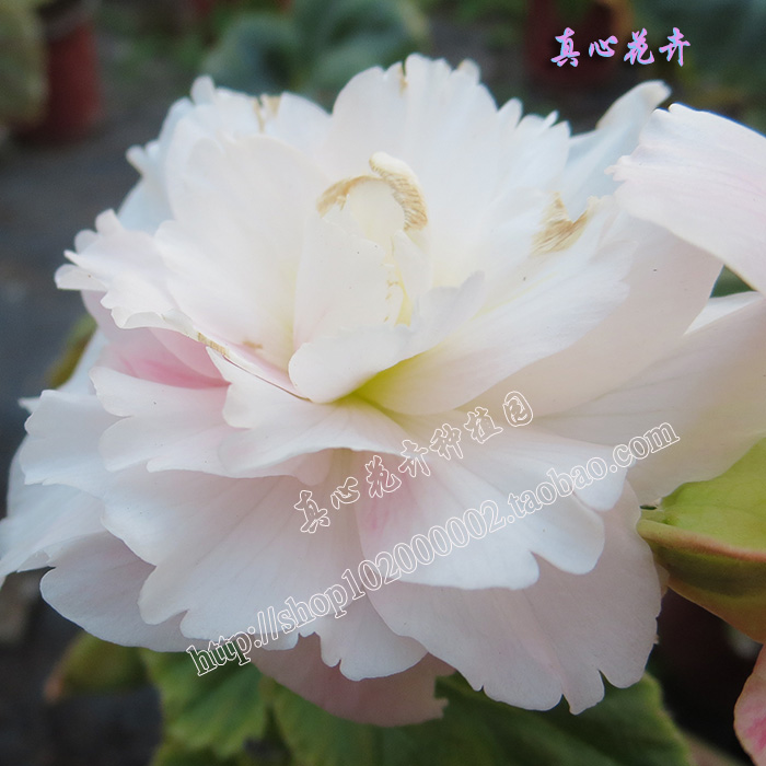 真心花卉盆栽大花球根海棠/金正日花夫妻海棠/種球苗/顏色隨機在類目 鮮花速遞/花卉仿真/綠植園藝, 花卉/蔬果/草坪種子(新), 種球中 - 來自Buy2taobao.com提供專業的淘寶代購服務