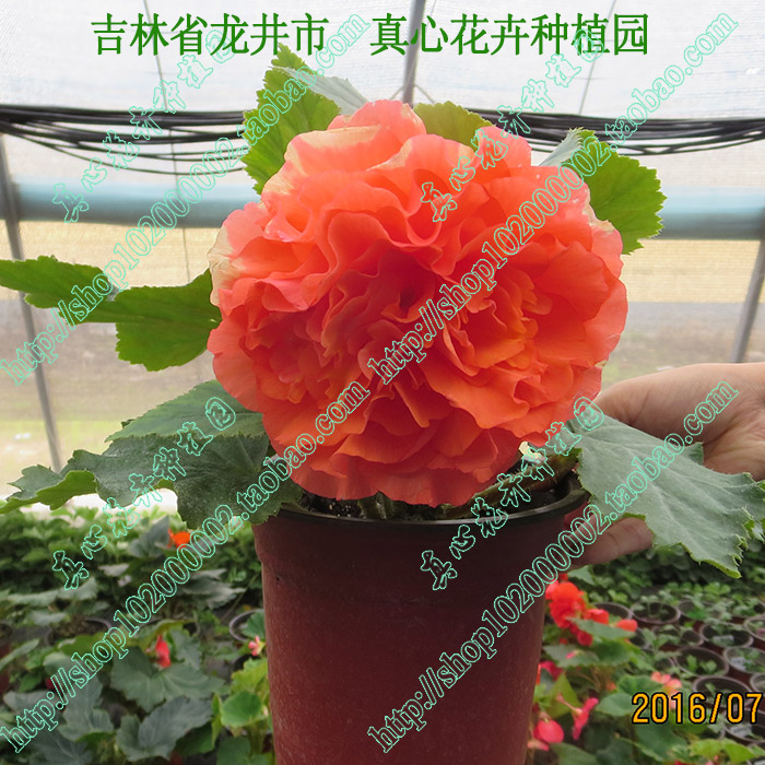 真心花卉盆栽大花球根海棠/金正日花夫妻海棠/种球苗/颜色随机在类目 鲜花速递/花卉仿真/绿植园艺, 花卉/蔬果/草坪种子(新), 种球中 - 来自Buy2taobao.com提供专业的淘宝代购服务