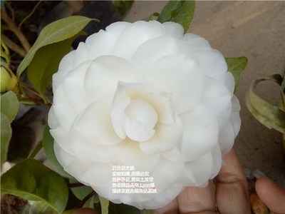玉美人茶花 盆栽白色茶花 文武瓣都会开 纯白茶花 别名天鹅湖