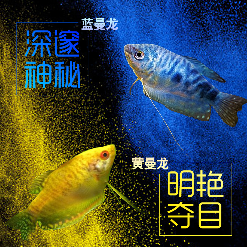 热带鱼 观赏鱼 蓝曼龙鱼 黄曼龙鱼 两色热卖 小型鱼活体低价批在类目 宠物/宠物食品及用品, 水族世界, 鱼中 - 来自Buy2taobao.com提供专业的淘宝代购服务