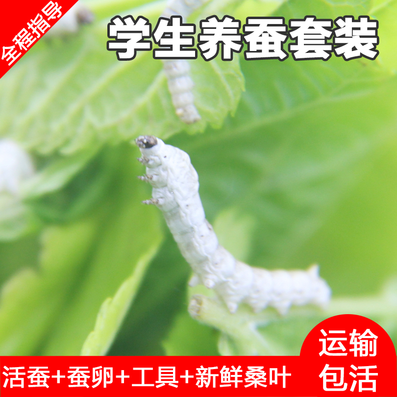 学生养蚕宝宝套装天然七彩色送新鲜桑叶活蚕饲养盒蚕卵运输包活|msdalam kategori haiwan peliharaan/makanan haiwan dan bekalan, Aquarium World, tangki ikan akuarium dan kelengkapan lain, tangki ikan/akuarium - dari Buy2taobao.com untuk memberikan perkhidmatan ejen Taobao profesional membeli