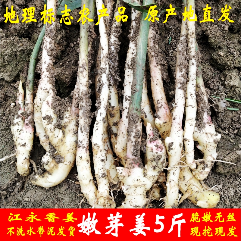 Markdown sale Jiangyong Hong Jiang fresh tender ginger Zingiber ginger Ginger bud Pickled Ginger Pickled Serving 5in the Aquatic meat/Fresh fruits and vegetables/Cooked , Fresh vegetables/Vegetable products , Ginger category - from Buy2taobao.com to provide professional Taobao agent buy service