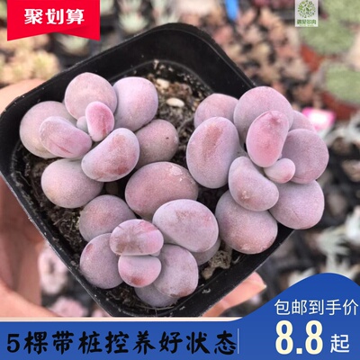 桃蛋桃美人橙雪球多肉植物趣味丸叶控养木质化老桩腰子蛋5颗包邮