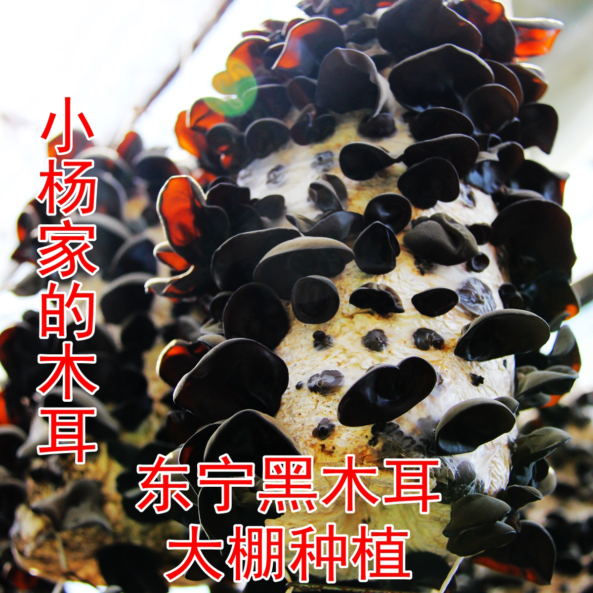 东宁黑木耳干货农家土特产大棚种植春秋木耳包邮250g|ruв категории зерно риса/север и Юг сухих грузов/приправы, север и Юг сухих грузов/мясо сухих грузов, сухогрузный/родной, чёрный гриб - от Buy2taobao.com для оказания профессиональной услуги покупки агента Taobao
