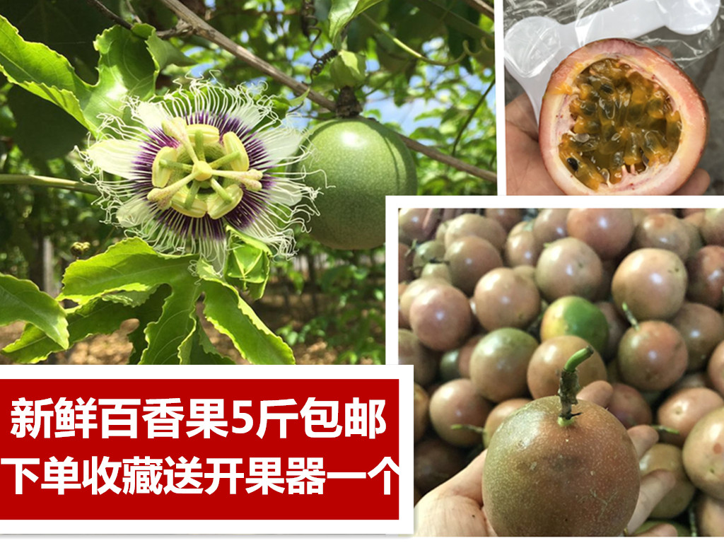 熱帶新鮮現摘大果百香果孕婦開胃西番蓮雞蛋果5斤多省包郵在類目 水產肉類/新鮮蔬果/熟食, 新鮮水果, 百香果中 - 來自Buy2taobao.com提供專業的淘寶代購服務