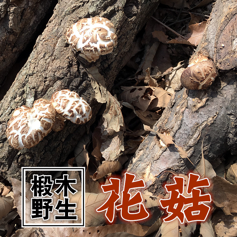 Super Flower Mushroom Qinling wild Basswood mushrooms dried food Farm Production Size Mushrooms Mushroom Mushroom 500gin the Agri rice/Dried foods/Condiment , Dried foods/Meat Dry , Dry/Native , Mushroom category category - from Buy2taobao.com to provide professional Taobao agent buy service