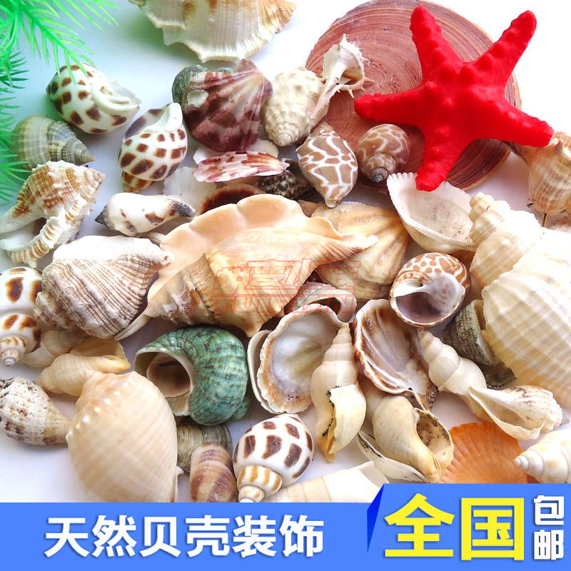 魚缸造景石水族裝飾品網袋天然海螺貝殼扇貝海星卷貝底部擺件套裝在類目 寵物/寵物食品及用品, 水族世界, 魚缸等水族設備, 造景/裝飾中 - 來自Buy2taobao.com提供專業的淘寶代購服務